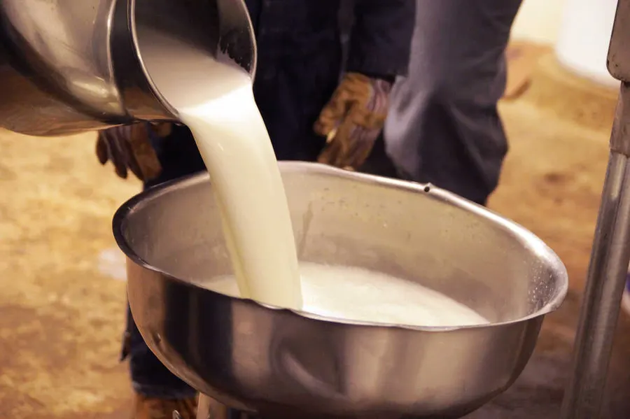 Fresh desi cow milk being collected at the farm