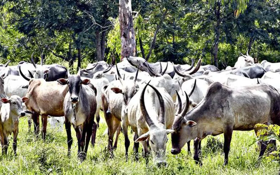 Desi cows grazing at a Swarg partner farm near Bangalore