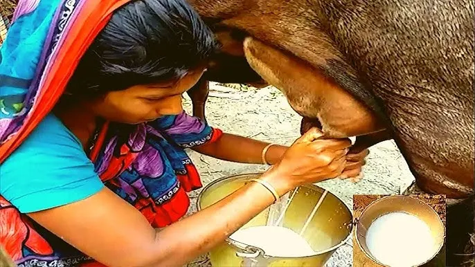 Farmers caring for desi cows at a Swarg partner farm